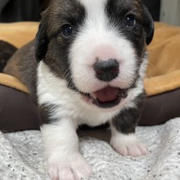 Cardigan Welsh Corgi Puppies from Kanicula Cardigan Welsh Corgis