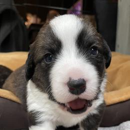 Cardigan Welsh Corgi Puppies from Kanicula Cardigan Welsh Corgis