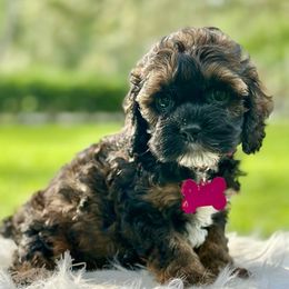Penne - Sable female Cockapoo puppy in Palm Beach County, Florida from Benji’s Cockapoos
