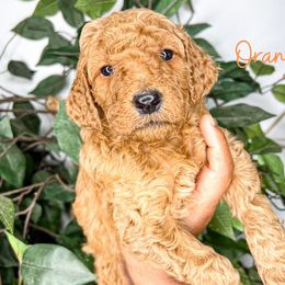 Goldendoodle and Poodle Puppies from The Henry Doodles