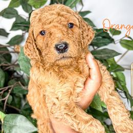 Goldendoodle and Poodle Puppies from The Henry Doodles