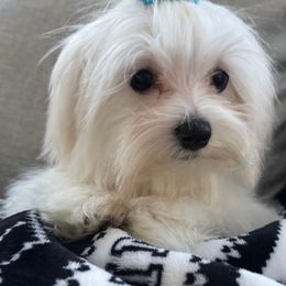Hollywood - Maltese
