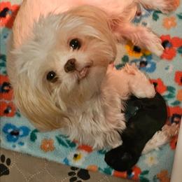 Honey - Shih Tzu