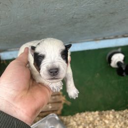 Girl 1 - Blue speckled female Australian Cattle Dog puppy in Mooresboro, North Carolina from Grog Creek Kennel