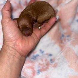Girl 1 - Red  female Poodle puppy in Hernando Beach, Florida from Minipupps