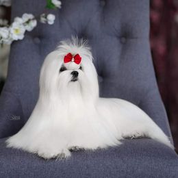 VIVVY - Maltese