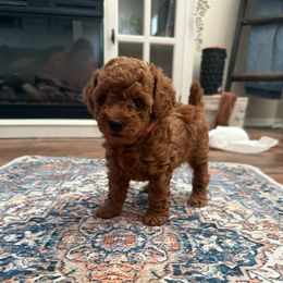Sophia - Red  female Poodle puppy in Poth, Texas from Casa de Curls