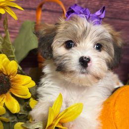 Pink Lady - White female Havanese puppy in Clermont, Florida from Country Sweet Havanese and Creative Coaching