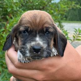 Male 5 - Mahogany and white male Basset Hound puppy in Lindley, New York from Hill Top Basset Hounds & Cane Corso