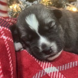 Sky - Black and white female Siberian Husky puppy in Slippery Rock, Pennsylvania from Stone Ridge Huskies