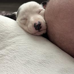 Zora - White and black female Whippet puppy in Winter Garden, Florida from Infinity Whippets