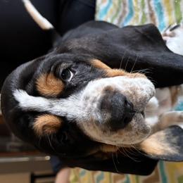 Basset Hounds from Seymour Hounds