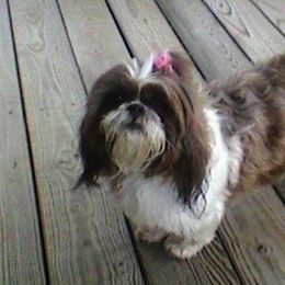Shih Tzus from Chris-Jens Kennels