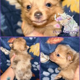 Pink - Chocolate merle female Pomeranian puppy in Terre Haute, Indiana from Divine Inspired Poms