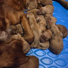 Boy 4 - Dark golden male Golden Retriever puppy in Forest Lake, Minnesota from Northern Lights Goldens