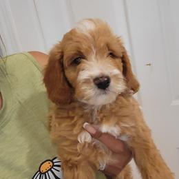 Loki - Apricot male Goldendoodle puppy in Milwaukwe, Wisconsin from Wisconsin Doodles