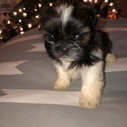 Shih Tzu Puppies from Moore Shih Tzus
