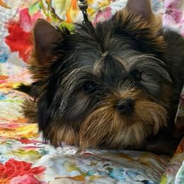 Dolly - Blue and gold female Yorkshire Terrier puppy in Lake Mary, Florida from Cannon Yorkies