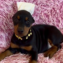 Girl 4 - Black and rust female Doberman Pinscher puppy in Centralia, Missouri from TopSpots Farm