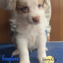 Foxglove - Red merle male Australian Shepherd puppy in Falmouth, Kentucky from Queen City Farm