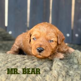 Mr. Bear - Red  male Goldendoodle puppy in Sacramento, California from Dandy Doodles Goldendoodles