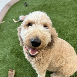 Oakley - Goldendoodle