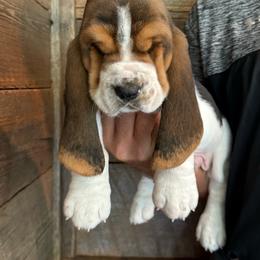 Purple - Black brown and white male Basset Hound puppy in Pavo, Georgia from Southern Oaks Kennel