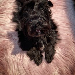 Chihuahua and Yorkshire Terrier Puppies from Fanciful Thrills Kennel