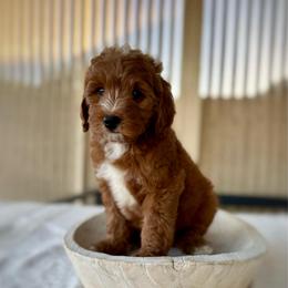 Taffy - Red  female Goldendoodle puppy in Rio Linda, California from Plush Doodles