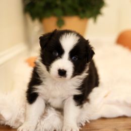 Dopey - Black & white female Australian Shepherd puppy in Quincy, Massachusetts from William's Aussies