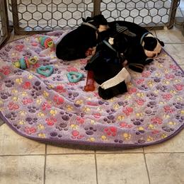 Boston Terrier Puppies from Goshorn Family Bostons and Frenchtons