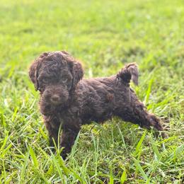 Ducky - Phantom male Goldendoodle puppy in Rome, Georgia from Victoria’s Designer Doodles