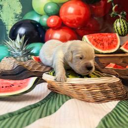 Boy 2 (Nikon) (brown collar) - Light golden male Golden Retriever puppy in Hubbard, Ohio from Whickering Pines Golden Retrievers