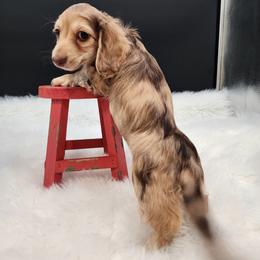 Lilly - Dapple female Dachshund puppy in Smallett, Missouri from Doxie Holler