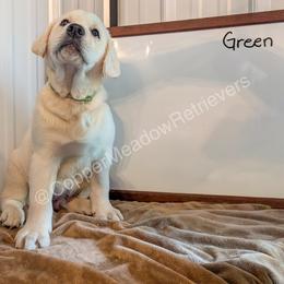 Gator - Yellow male Labrador Retriever puppy in Atwater, Minnesota from Copper Meadow Retrievers