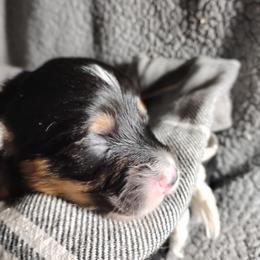 Pembroke Welsh Corgi puppies from Tolbolton Creek Corgis