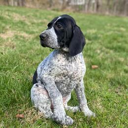 Gypsy - Black roan female German Shorthaired Pointer puppy in Hot Springs, Virginia from Thunder Mountain Gun Dogs