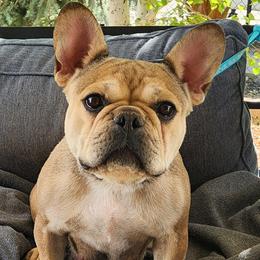 Oakley - French Bulldog