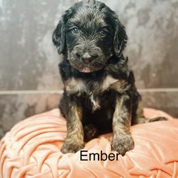 Ember - Phantom female Goldendoodle puppy in Pasco, Washington from Camp Doodle Woods