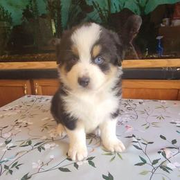 Sam - Black tri-color male Australian Shepherd puppy in Guthrie, Oklahoma from 2bar Aussies