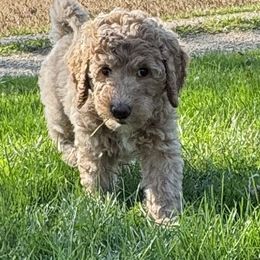 Dutchie - Apricot female Goldendoodle puppy in Newark, Ohio from Valleydayle Doodles and Wheatens
