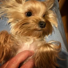 Chihuahua and Yorkshire Terrier Puppies from Fanciful Thrills Kennel