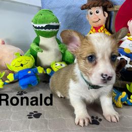 Ronald - Red male Pembroke Welsh Corgi puppy in Apison, Tennessee from Ashmore Corgis