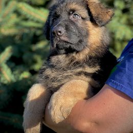 German Shepherd Puppies from Zwinger vom Schneider Wald