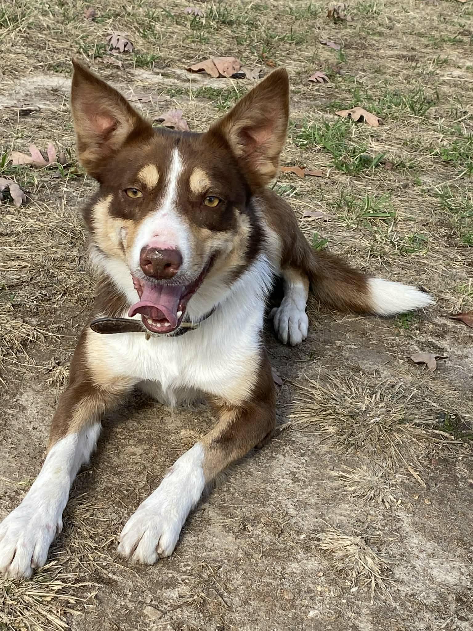 Cooper