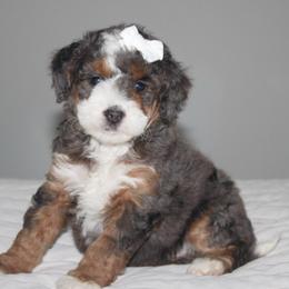 Daisy - Blue merle female Bernedoodle puppy in Apple Creek, Ohio from Kathryn Troyer