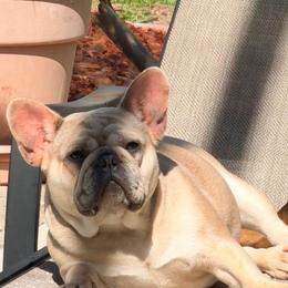 Sushi - French Bulldog