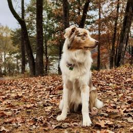 Australian Shepherd All Grown Up from Cobler Farms