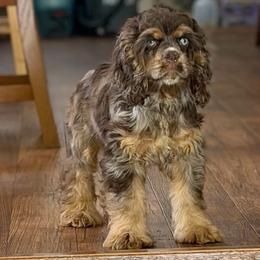 Cockapoo puppies from LUXEYPUPS