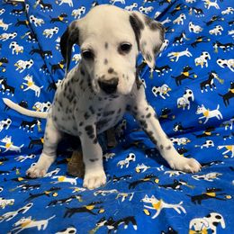 Topaz(LUA)- Gray - White and black male Dalmatian puppy in Claremore, Oklahoma from Lotsofdots Dalmatians